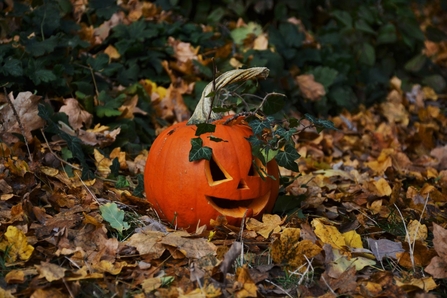 Trick or treat yourself to wild fun this October