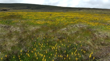 Bog asphodel at Whitelee Moor.  Image by Duncan Hutt.