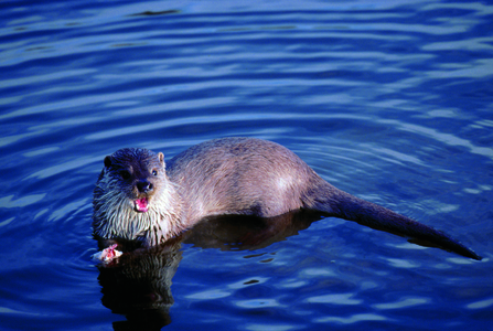 Otter.  Image by Allan Potts.