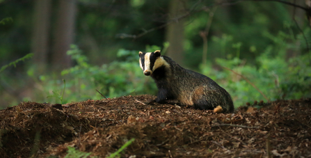 Image of Badger sitting on the floor of a woodland, looking at the camera.
