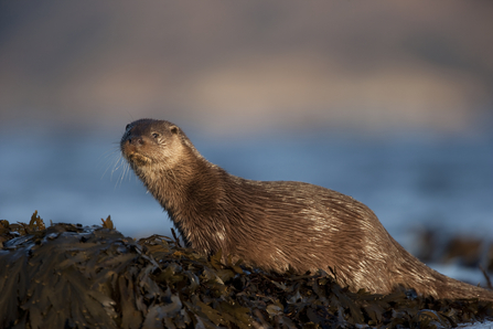 Image of otter sitting on ground.