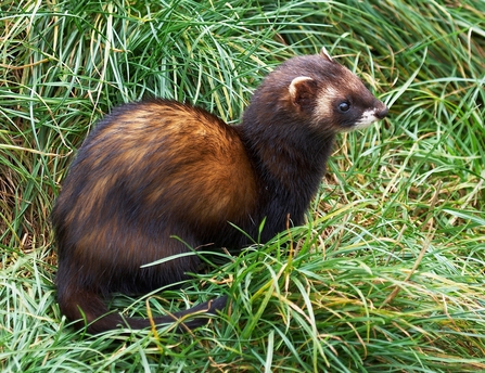 Image of polecat sitting on grass.