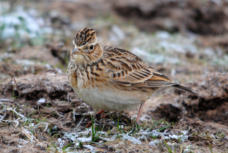 Skylark. Image by Amy Lewis.