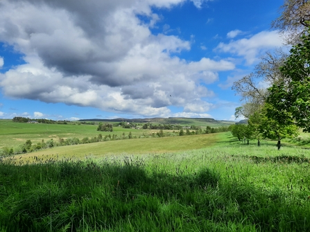 The Haining. Image by Duncan Hutt