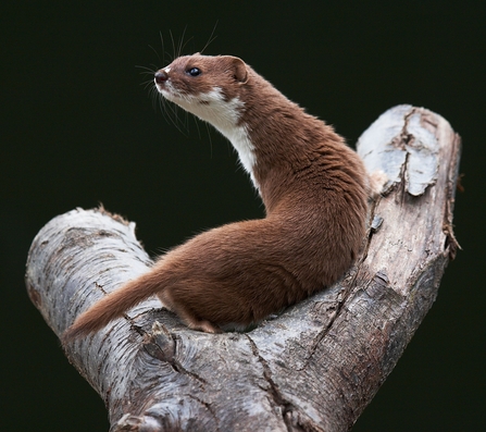 Image of a weasel sitting on a wooden log, looking over it's shoulder to face the left hand side of the image.
