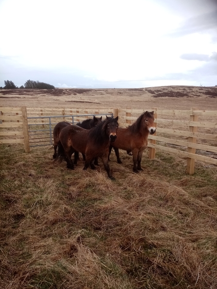 Flexigraze ponies at Benshaw. Image by Stephen Comber.