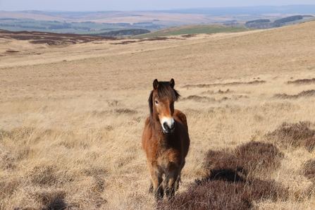 Exmoor pony returned to Benshaw. Image by Duncan Hutt.