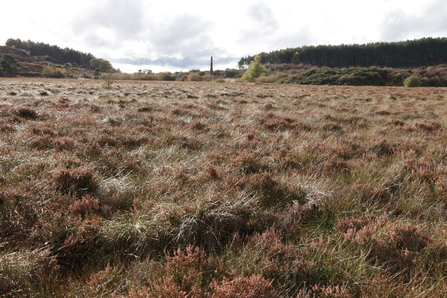 Government peat decision. Image by Duncan Hutt.