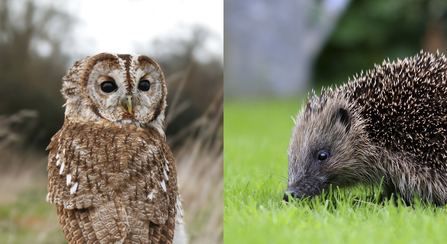 Adopt and Animal. Images by Jon Hawkins Surrey Hills Photography and Tom Marshall.