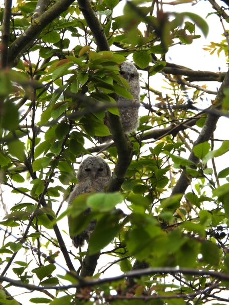 Tawny owl chicks at Hauxley. Image by Alex Lister.