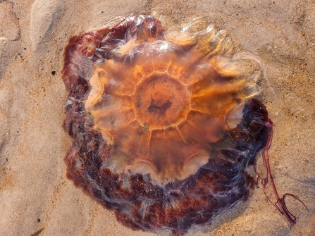 An lions mane jellyfish washed up on wet sand. The photo is taken from directly above, and the jellyfish is orange towards the centre and turns to a dark red colour around the outer edges.