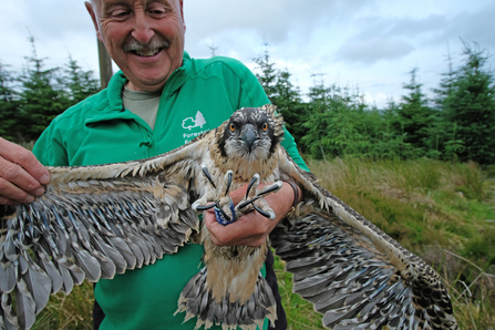 Kielder osprey ringing 2023. Image by Forestry England.