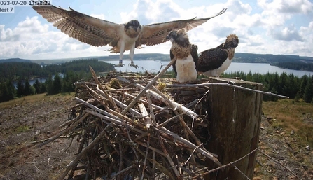 Kielder ospreys fledging. Image by Forestry England.