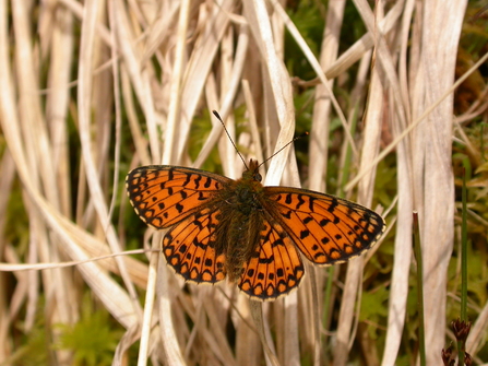 Small pearl-bordered fritillary - Philip Precey