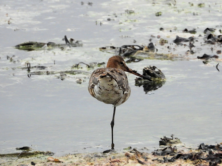 One-legged black-tailed godwit - Gareth Evans