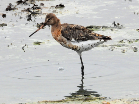 One-legged black-tailed godwit - Gareth Evans