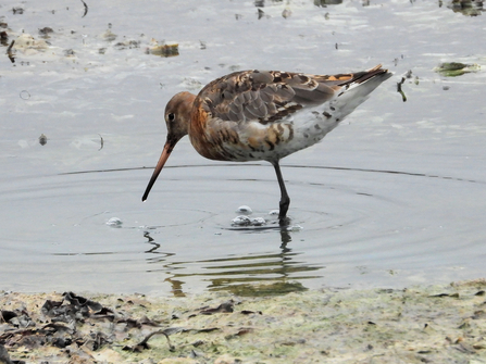 One-legged black-tailed godwit - Gareth Evans