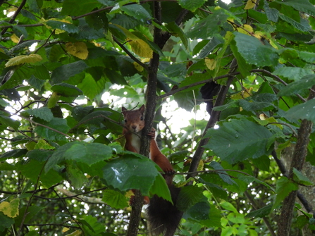 Red squirrel at Hauxley. Image by Alex Lister.