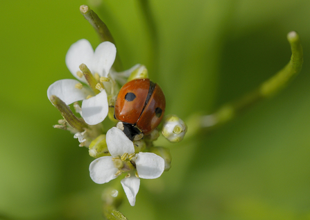 Two spot ladybird - John Bridges