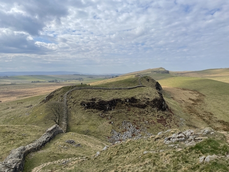 County rock and fossil. Image by Ian Jackson.