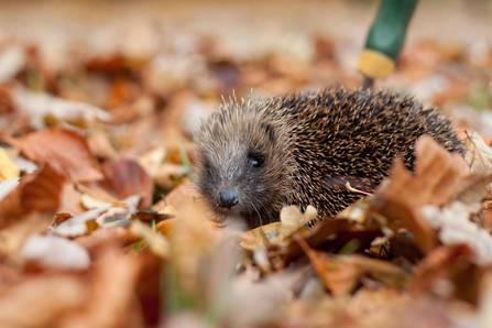 Hedgehogs and Bonfire Night.