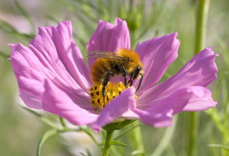 Neonicotinoids campaign. Image by Penny Frith.