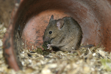 House mouse