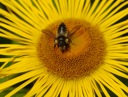 Neonics campaign. Image by Gillian Day.
