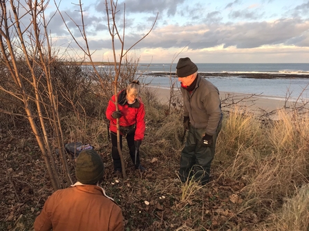 Annstead Dunes invasive species removal.