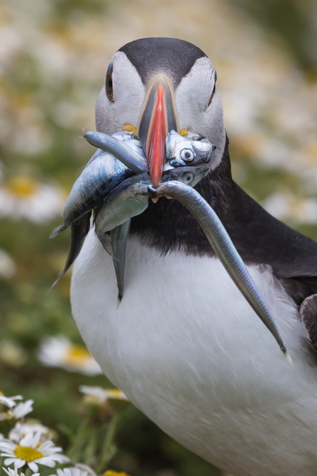 Puffin - Charles Thody Wildlife Images