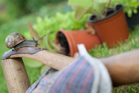 Wild about Gardens. Image by Tom Marshall.