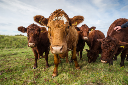 New hedgerow regulations. Image by Matthew Roberts.