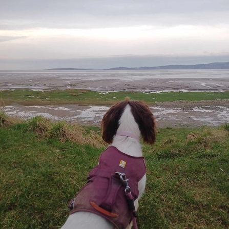 Keeping dogs on leads on reserves. Image by Meg Dobson.