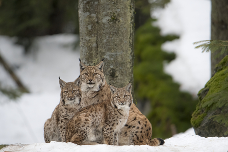 Missing Lynx exhibition. Image by Berndt Fischer.