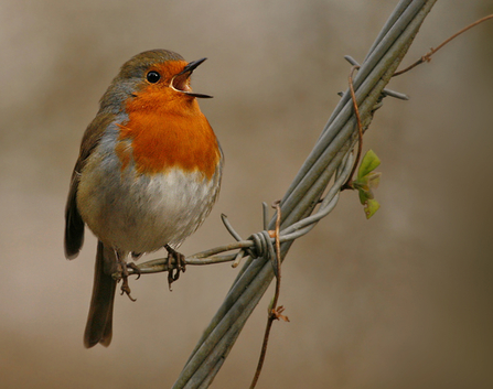 International Dawn Chorus Day 2024. Image by Jon Hawkins.