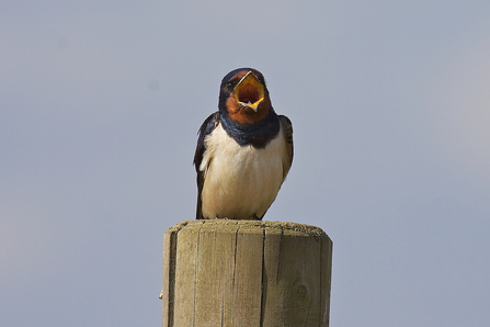 Swallows return to Hauxley.