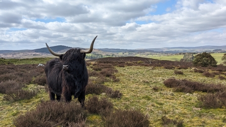 Wilder Northumberland Network. Image by Laura Hindle. 