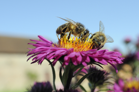 Two bees on a purple and orange flower