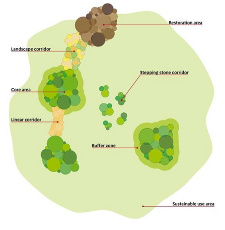 Illustrated map of willdlife corridors, including 'Restoration area', 'Landscape corridor', 'Core area', 'Linear corridor', 'Stepping stone corridor', 'Buffer zone' and 'Sustainable use area'.