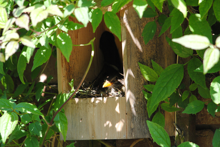 A nest box made of wood, with a bird inside and surrounded by leaves.