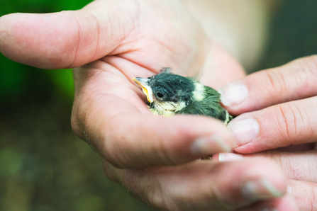 Close-up photo of a great tit chick sitting in someone's hand.