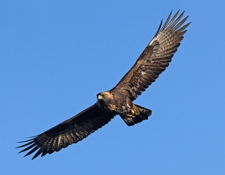 Golden eagle in flight.