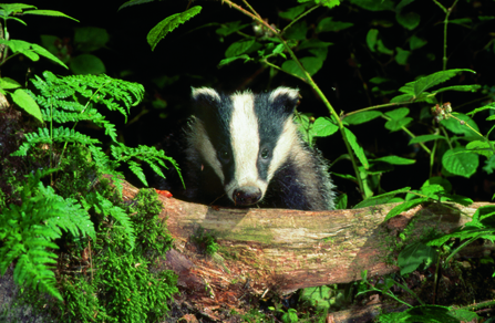 Badger looking over a log. Image by Allan Potts.