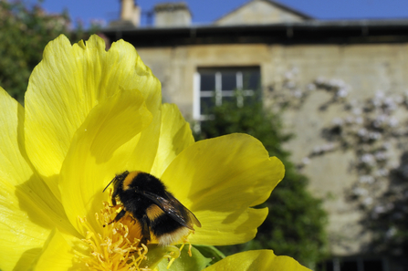 Bumblebee on yellow flower in front of a stone built house. Image by Nick Upton 2020VISION.