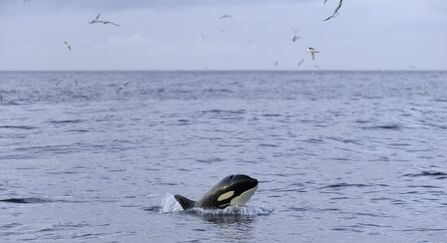 An orca breaching its head out of the water, with seabirds soaring overhead