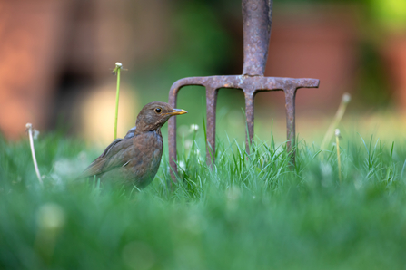 Young blackbird standing in the grass in front of a rusty old garden fork. Image by Jon Hawkins 2020VISION.