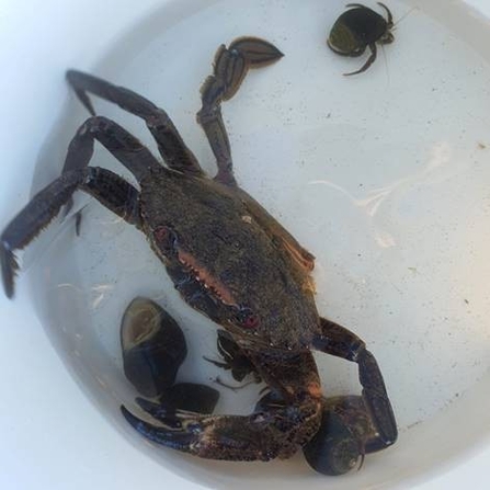A Velvet Swimmer Crab (Necora puber) found whilst rockpooling on the Northumberland coast.