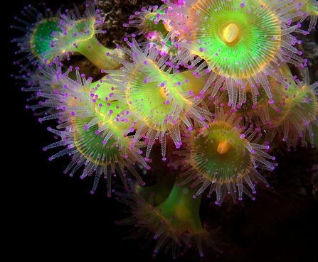 Jewel anemones in the water. Image by Sally Sharrock.