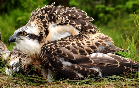 Young osprey sitting on the grass at Kielder. Image by Forestry England.