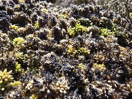 Burnt sphagnum at Whitelee Moor reserve. Image by Geoff Dobbins.